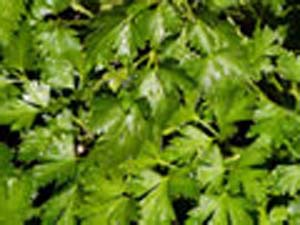 PARSLEY ITALIAN PARSLEY ITALIAN