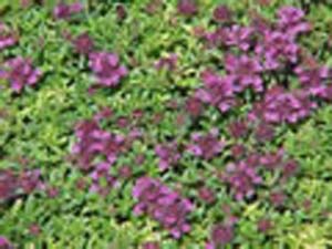 THYME CREEPING LEMON THYME CREEPING LEMON