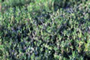 THYME ENGLISH(1996 Herb of the Year) THYME ENGLISH(1996 Herb of the Year)