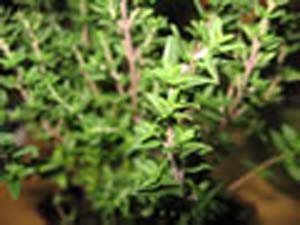 THYME FRENCH THYME FRENCH