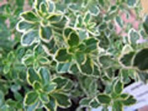 THYME GOLDEN LEMON THYME GOLDEN LEMON