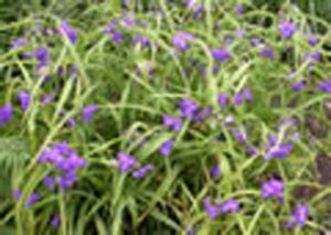 virginica(mxd) virginica(mxd)